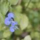 Blue Geranium in Altadena