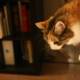 A Feline Library Helper