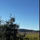 Serene Vineyard Field with Blue Sky
