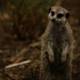 Meerkat Sentinel: Summer at Oakland Zoo, 2023