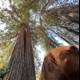 A Canine's View of the Majestic Sequoias