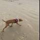 Leashed Hound Living Its Best Life on Pismo State Beach