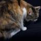 Regal Calico Cat in Focus