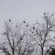 Flock of Blackbirds perched on Bare Trees