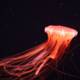 The Mystical Jellyfish