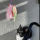 Curious Manx Cat Playing with Toy on String