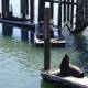 Sea Lions on the Pier