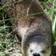 Curious Otter in the Grass