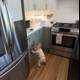 Curious Explorations in the Kitchen
