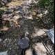 Exploration by the Creek