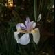 Elegant White and Purple Iris in Altadena Garden