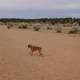 Dog on the Run in the Santa Fe Desert