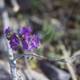 Purple Geranium Flower Blooms on Branch