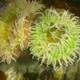 Green and White Sea Anemone in the Coral Reef