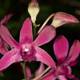 Pink Orchid in Dark