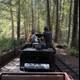 Journey Through the Redwood Forest