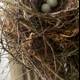 New Beginnings in Nature