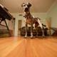 Canine Interiors: A Hardwood Haven