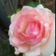 Pink Rose of Altadena