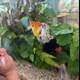 Aquatic Wonder at Pier 15