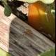 Nature's Tiny Navigators