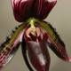 Red and Black Orchid in Detail
