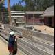 Curiosity at the Petting Zoo
