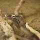 Majestic Monitor Lizard at SF Zoo