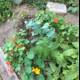 A Vibrant Herbal Garden in Altadena