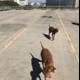 Running Canine Duo