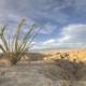 Desert Cactus with Mountain Scenery