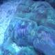 Majestic Brain Coral in its Underwater Kingdom