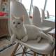 White Cat Lounges on White Chair