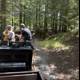Journey Through the Woodland Tracks
