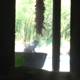 Potted Plant Peeking Cat