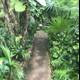 A Walk Through the Lush Jungle