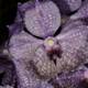 Pretty Purple Orchid with White Spots