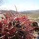 Desert Cactus with Red Stems
