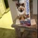 Cat on a Dreamlitter Box