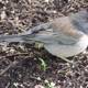 Feathered Forager in Focus