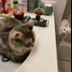 Sink Time with Two Feline Friends