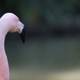 A Fiery Flamingo's Beak