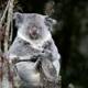 Koala Kontemplation - SF Zoo, 2024