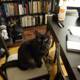 The Mysterious Black Cat and the Library Chair