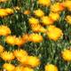 A Sea of Yellow Petals