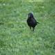 The Solitary Raven of Great Meadow Park