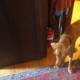 Curious Canine Sniffs Hardwood Flooring