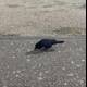 A Blackbird Strolling on the Tarmac