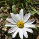 Beautiful Daisy Blooming in Springtime