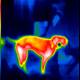 Thermal Imaging of a Pet Dog